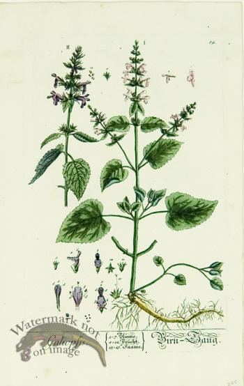 Blackwell German 033